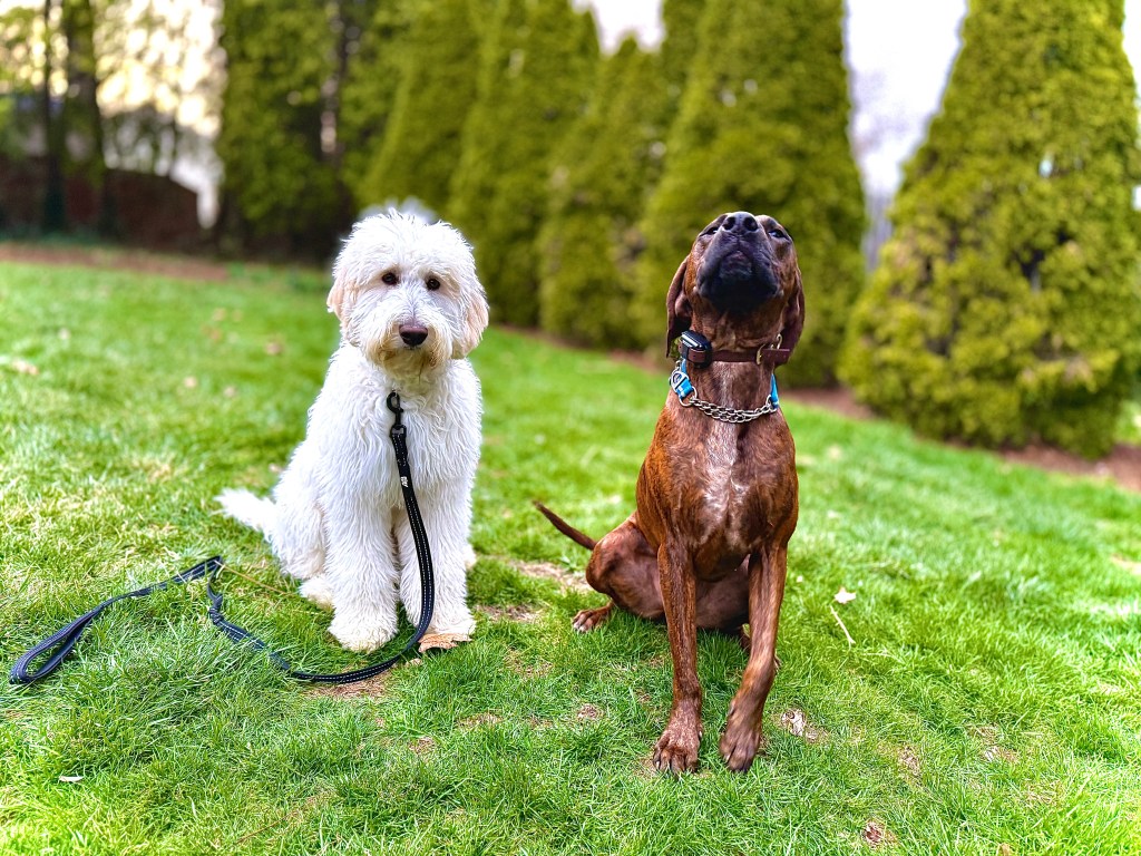 Archie training with Charlie in a In-Home Training Package