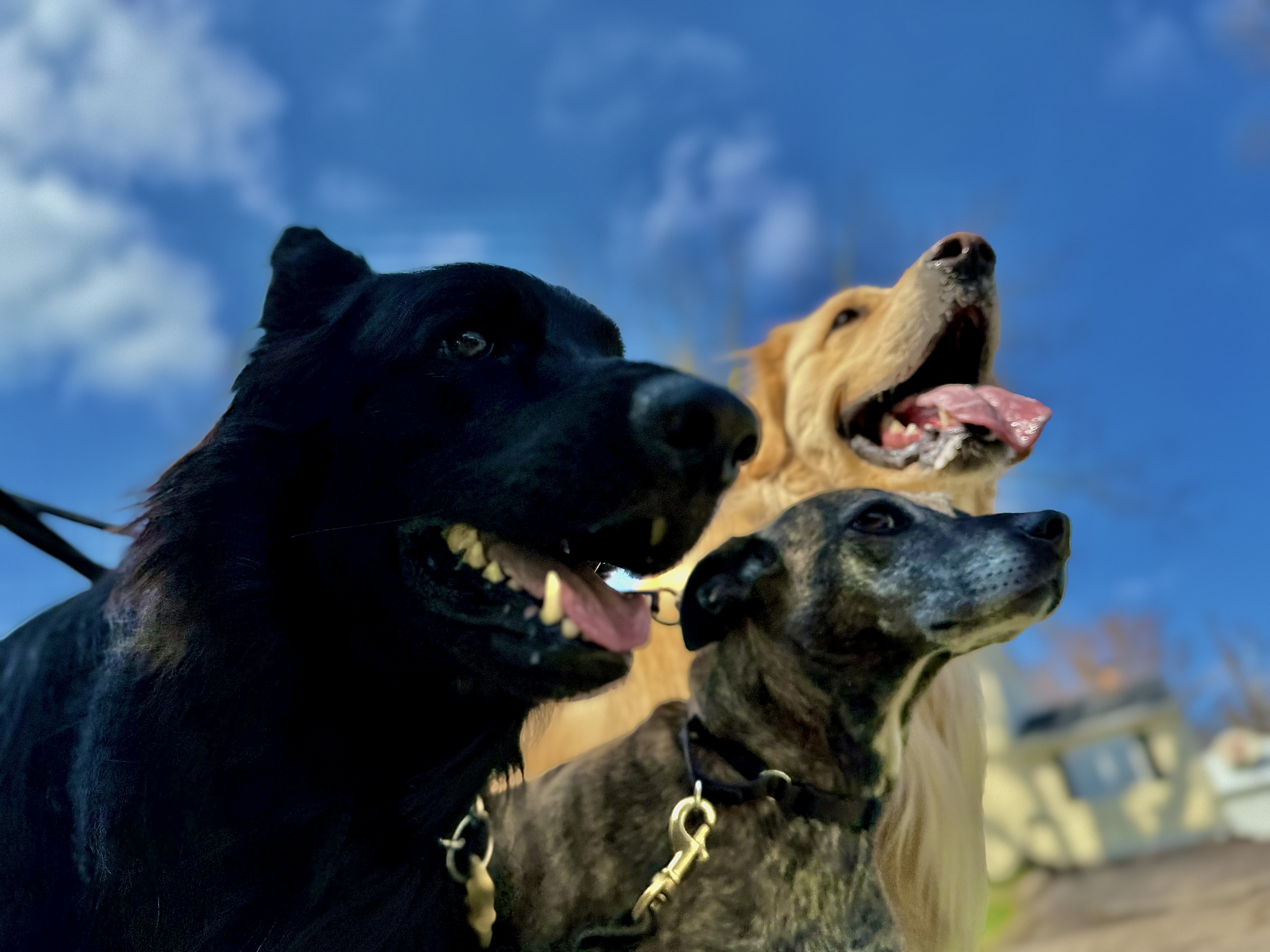 Teela, Tucker and Luna on a walk in Columbus, OH