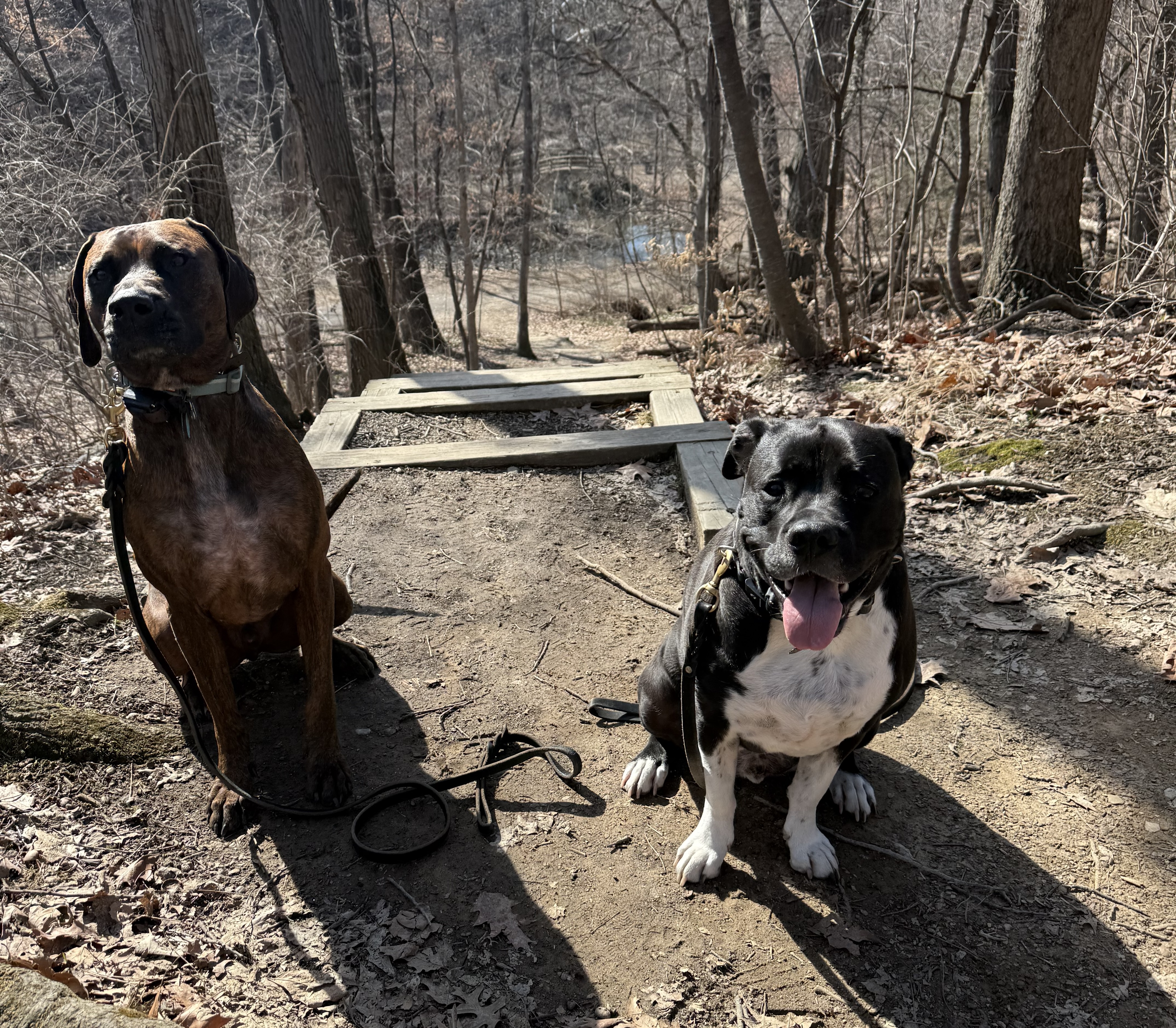 Archie and Charlie training on a hike during day camp!