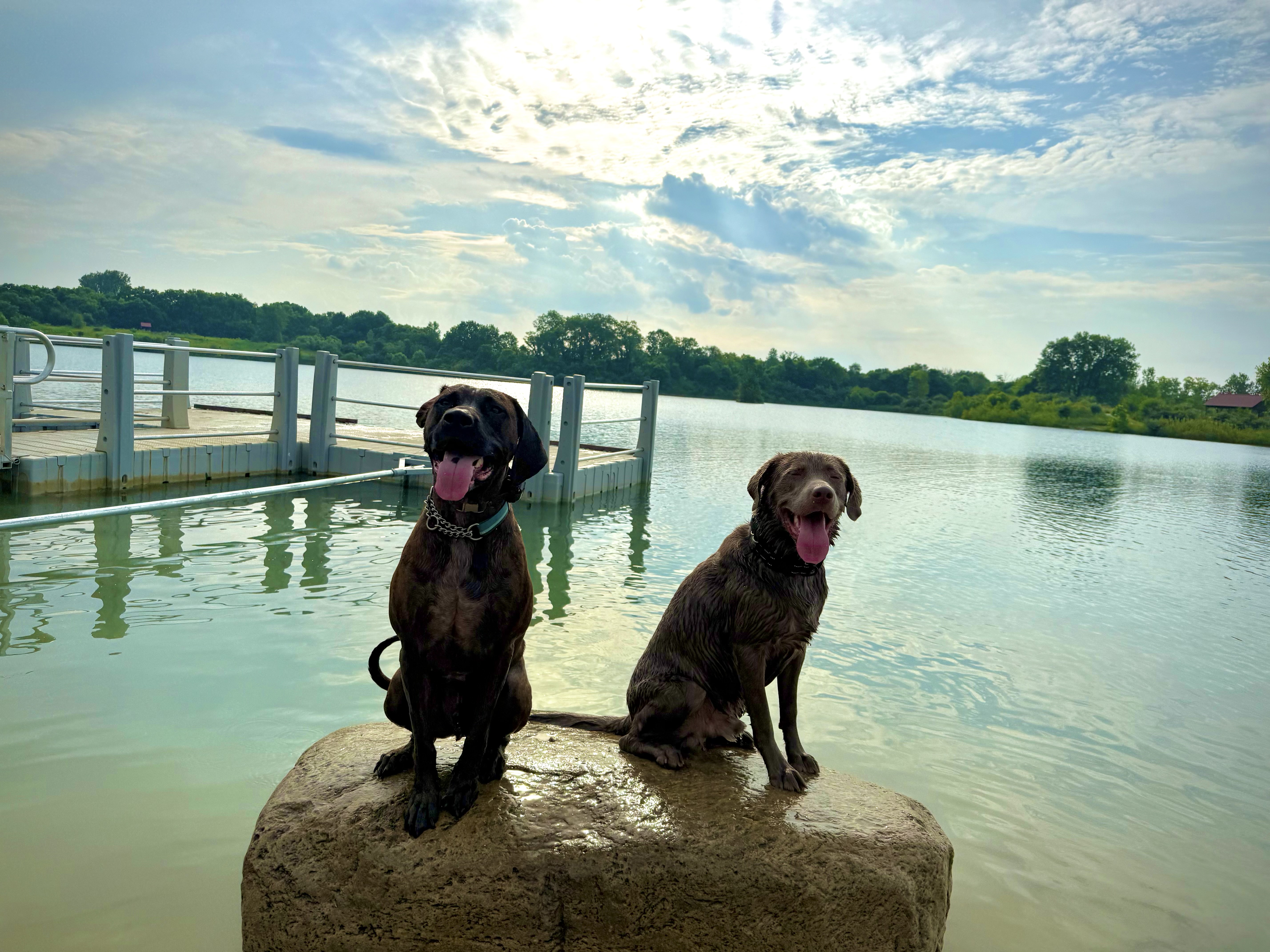 Arfy training at Prairie Oaks Metro Park with Charlie