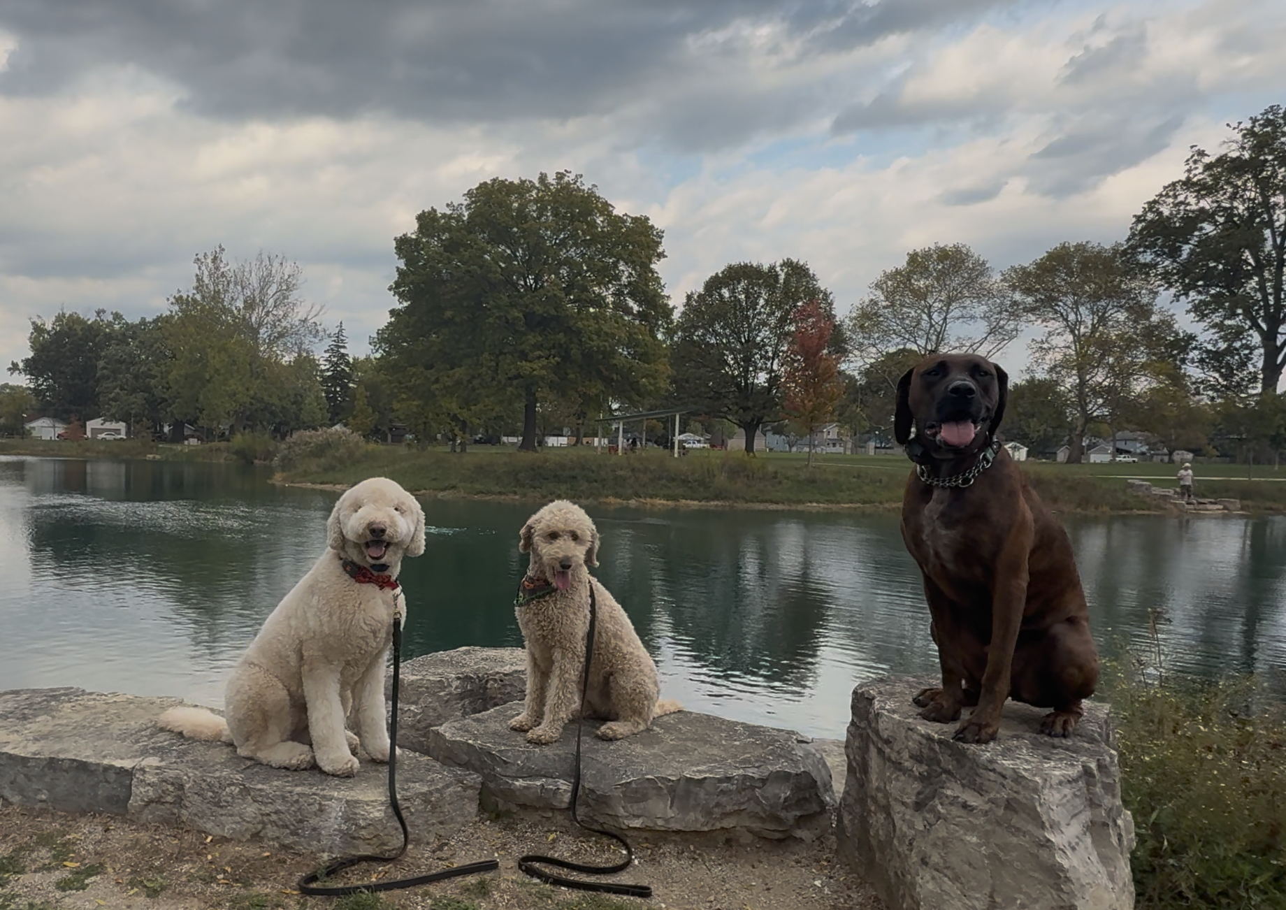 Bourdain, Ginger and Charlie training at a park in Columbus, OH